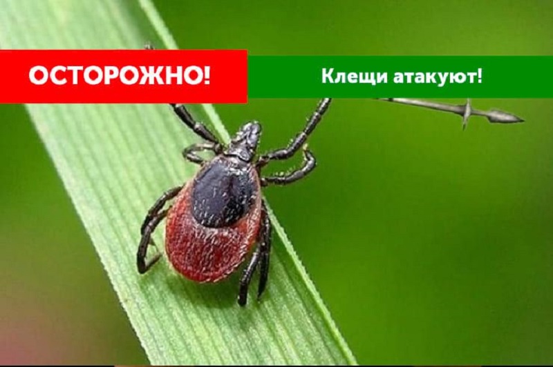 ВНИМАНИЕ!  КЛЕЩИ!.