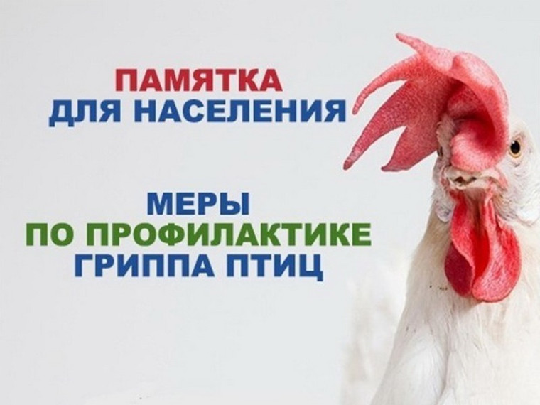ГРИПП ПТИЦ: КАК ЗАЩИТИТЬ ПОДВОРЬЕ. ГРИПП ПТИЦ: КАК ЗАЩИТИТЬ ПОДВОРЬЕ.